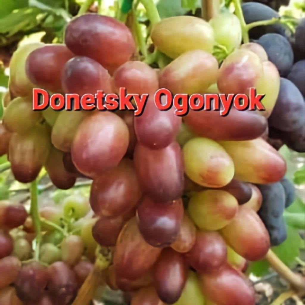 

Bibit anggur Donetsky ogonyok