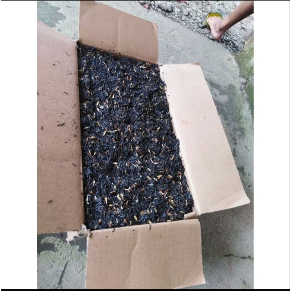 sekam bakar murni media tanam organik ukuran plastik 5kg/pupuk organik /arang sekam padi uk karung 5
