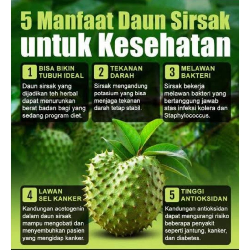 

100 lembar daun sirsak segar/daun sirsak obat herbal