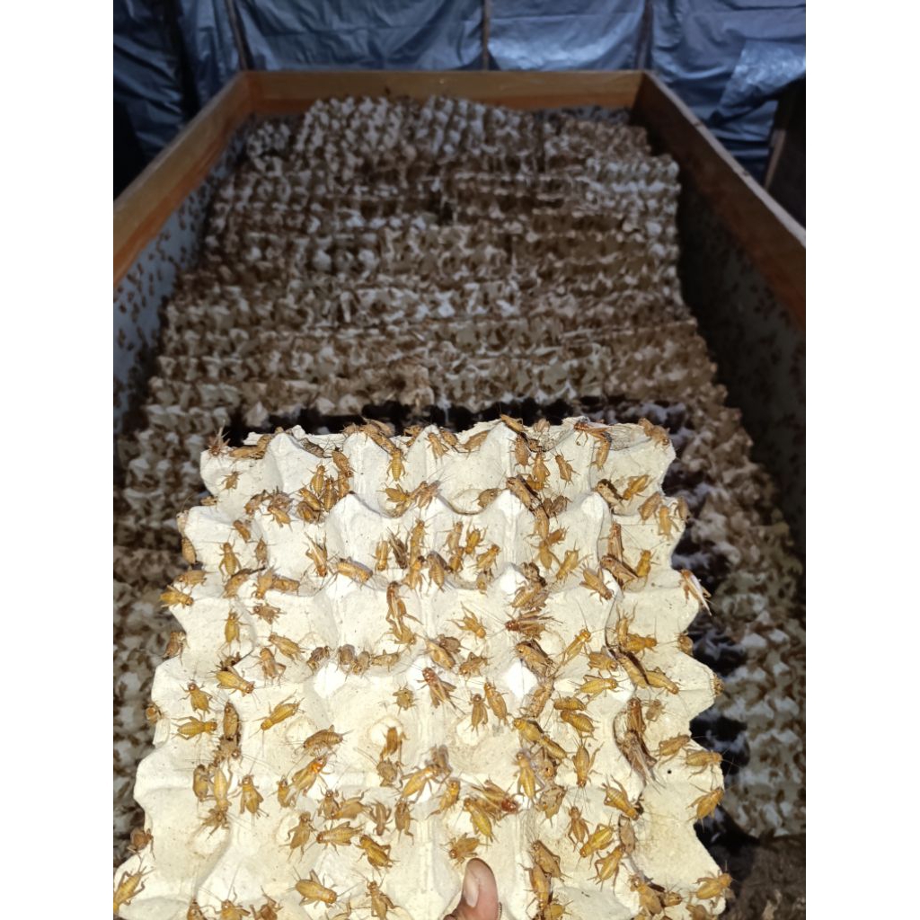 TELUR JANGKRIK MADU KUNYIT 500 gram (SUPER KUNING)