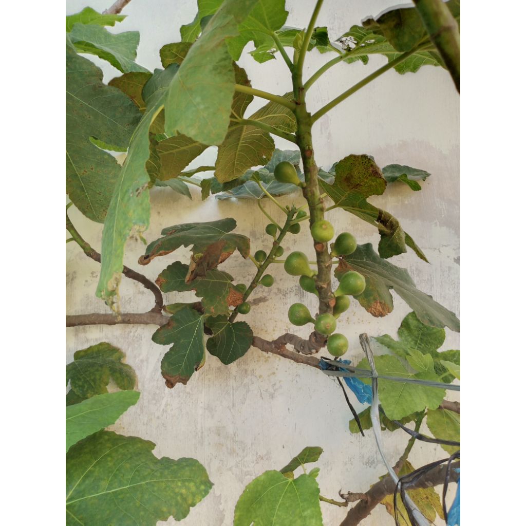 

bibit Tin Brown Turkey besar di pot