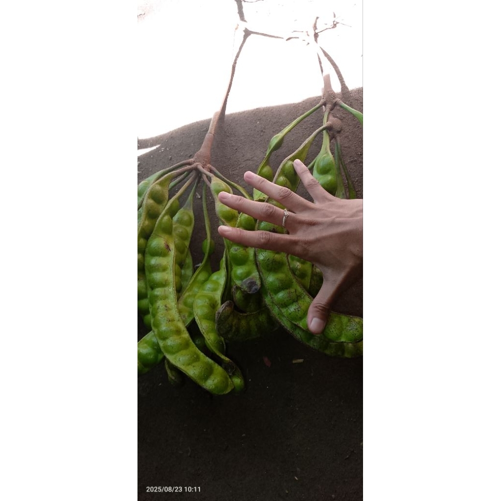 

Pete Pendek Tua 1 Kilan isi 10 Lonjor