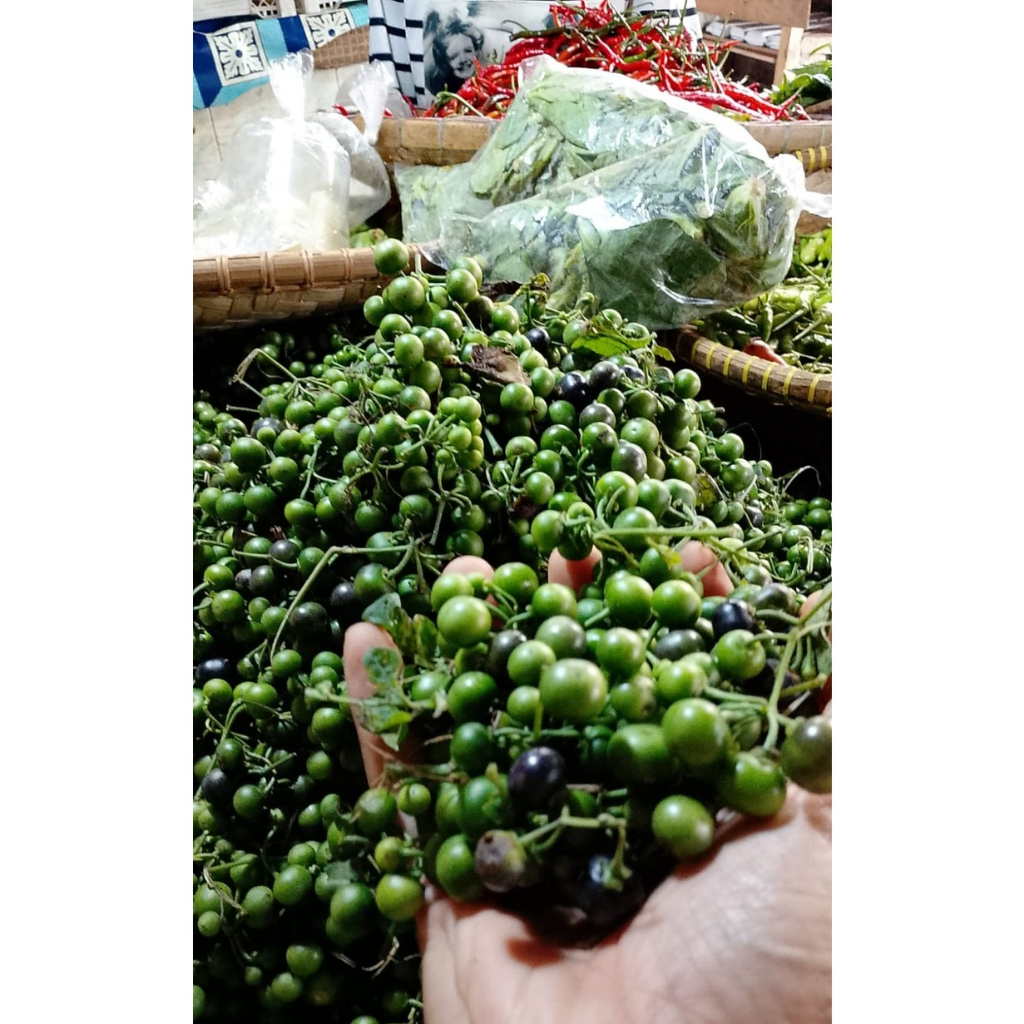 

leunca asli ciwidey segar dan baik untuk kesehatan tersedia di ukuran 250gr,500gr dan 1 kg