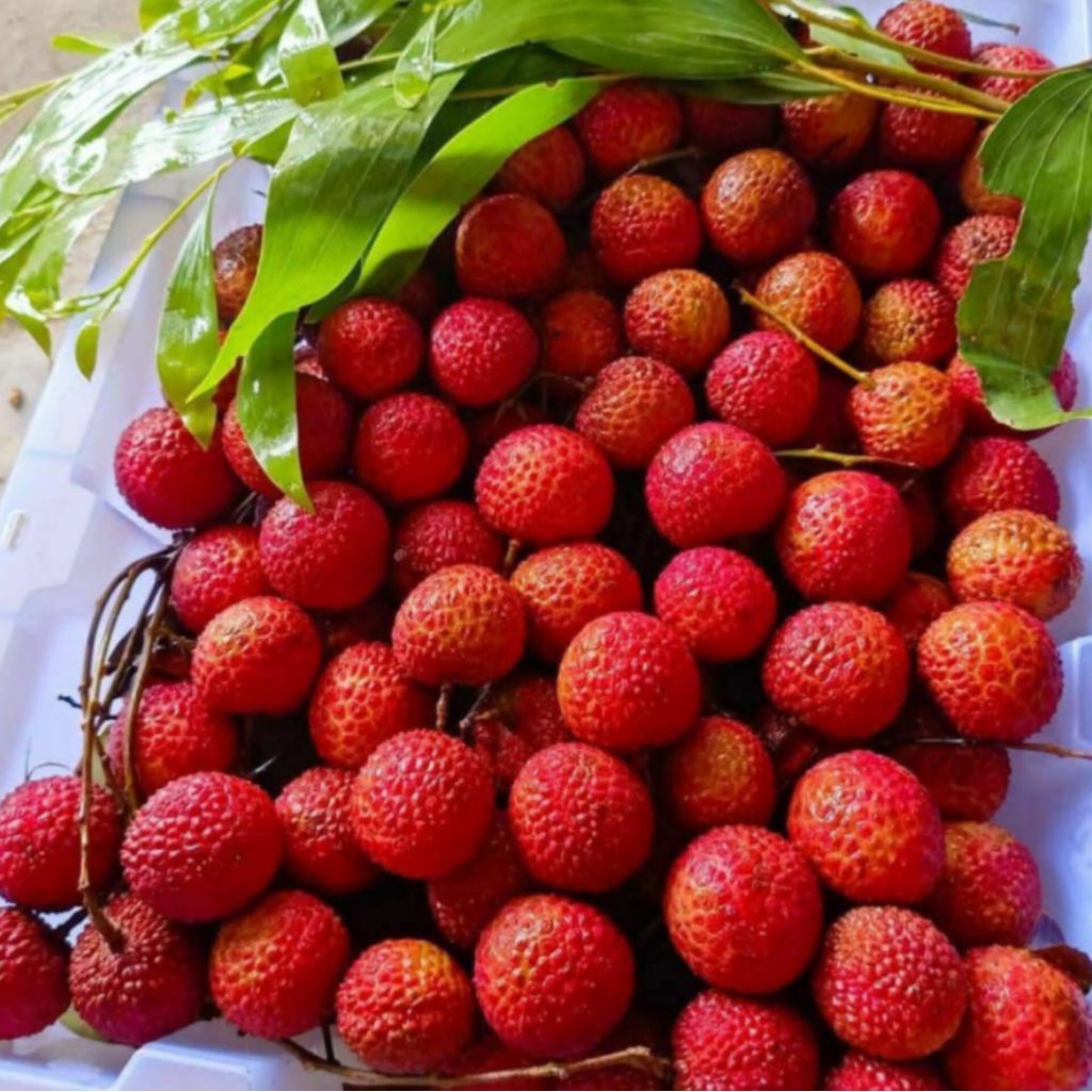 

LECI MADU MANIS DAGING TEBAL FRESH