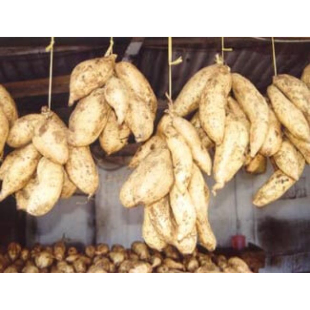 

UbiMentah murah 1kilo