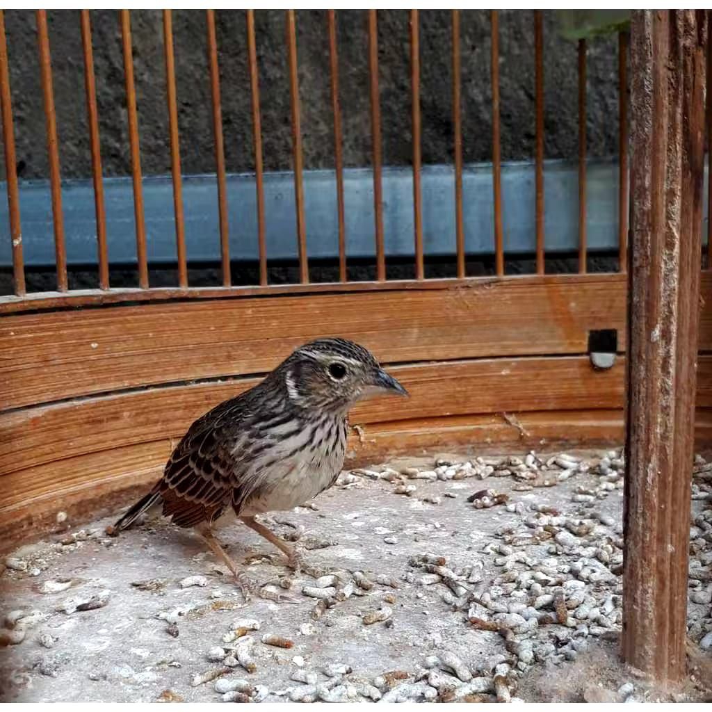 Branjangan Java Jantan Rawatan Mulus