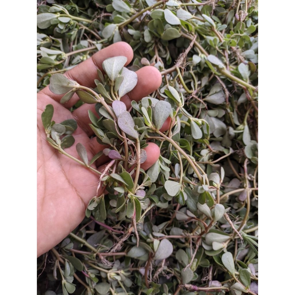 

1 kg krokot segar masih muda kerokot segar untuk obat dan sayur