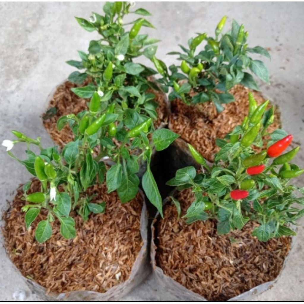 Bibit pohon cabai rawit - pohon cabai rawit