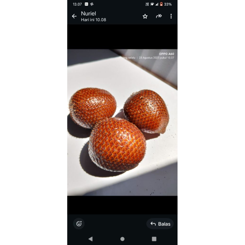 

SALAK MASAK POHON PETIK DARI KEBUN SENDIRI