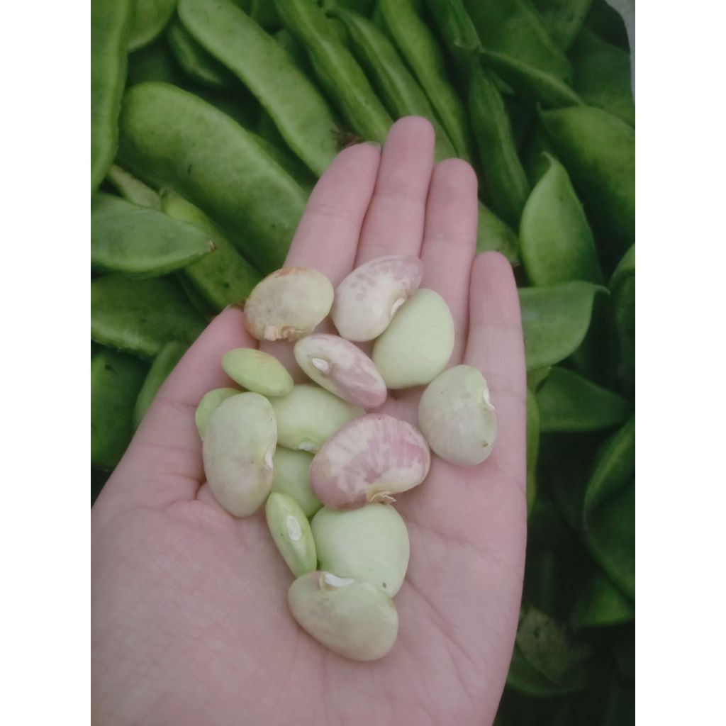 

Kacang Koro bethok kulitan