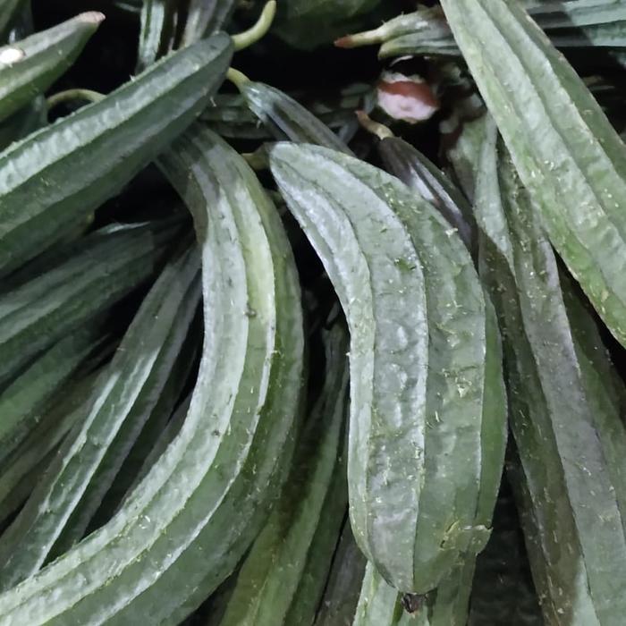 

GAMBAS / OYONG SEGAR BATAM