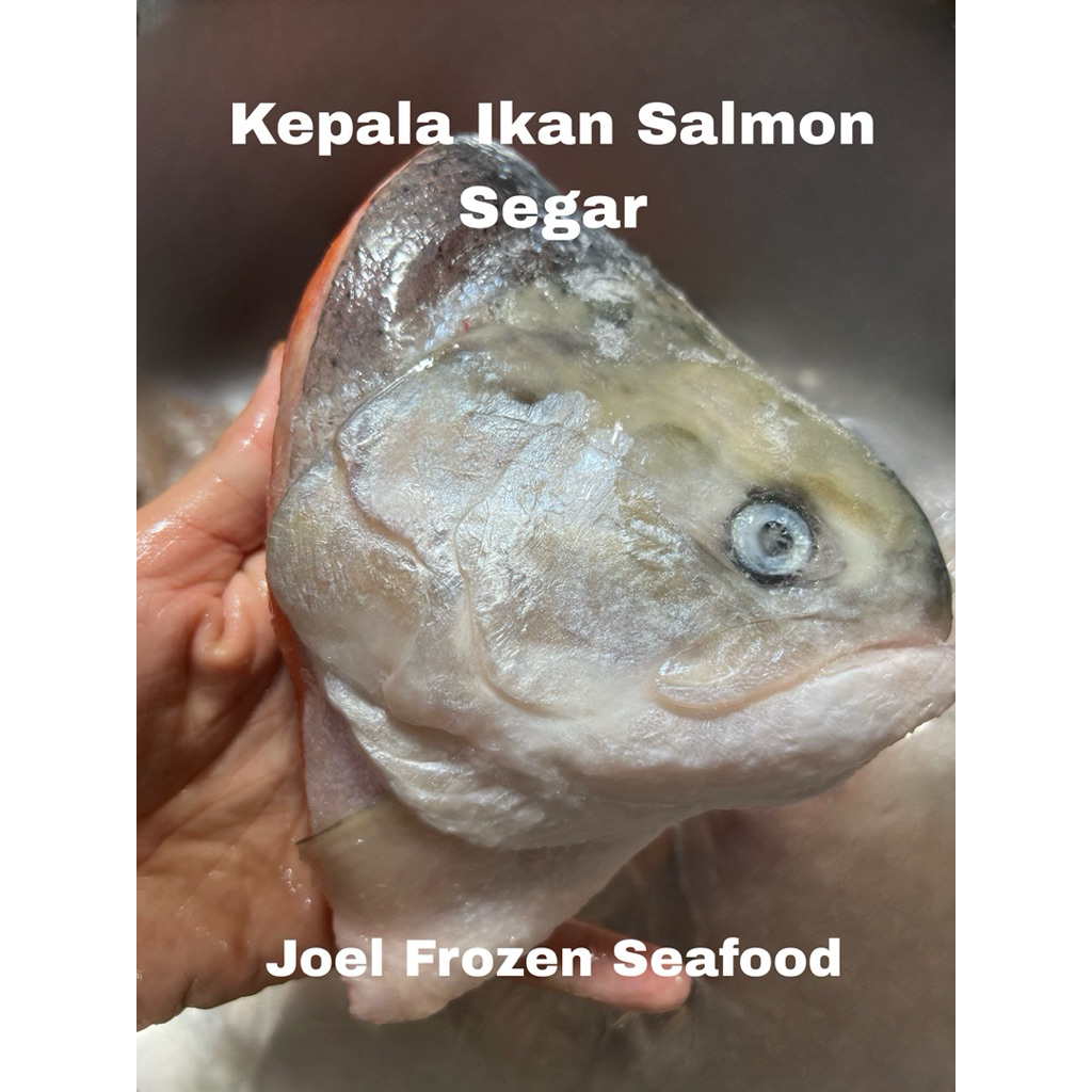 

Kepala ikan salmon segar fresh pesawat 1kg murah banget gaes