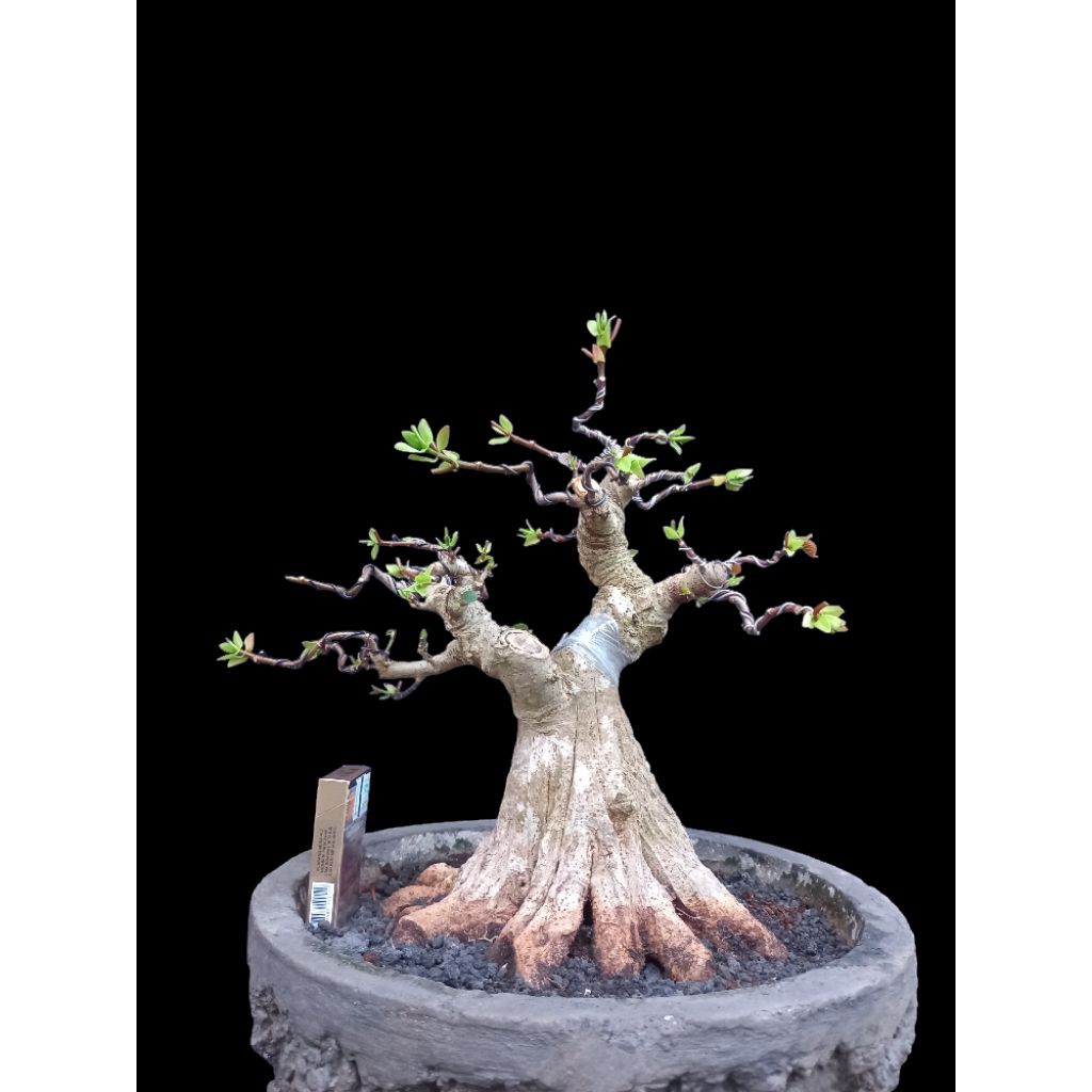 bonsai bahan waru taiwan