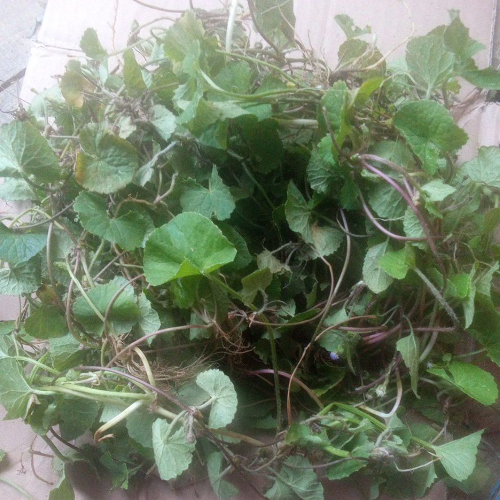 

daun pegagan segar bisa di tanam