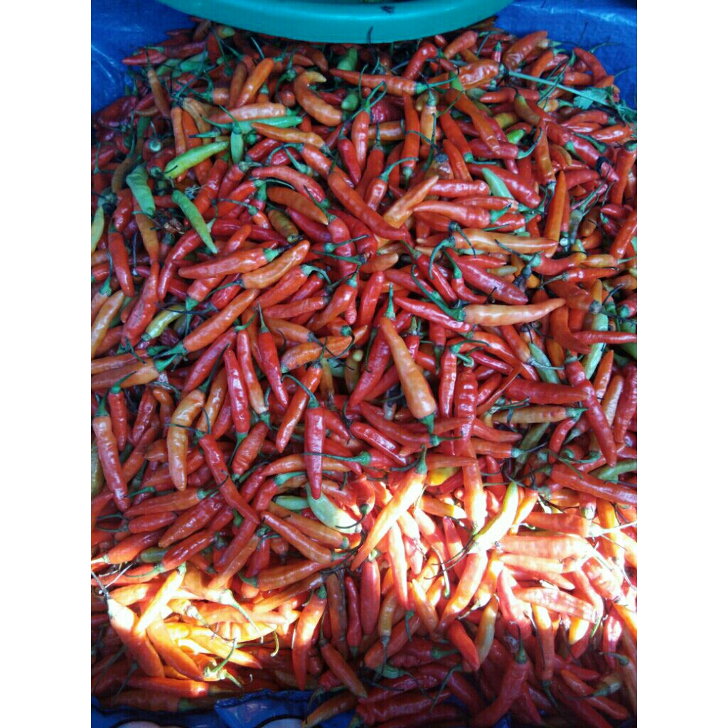 

caberawitmerahpromo1kg