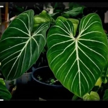 Gloriosum Dark form (Satu Daun)