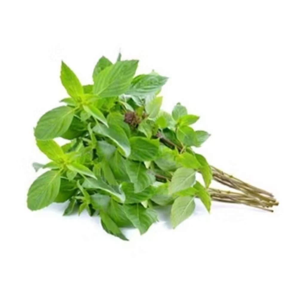 

dikirim besok daun kemangi segar