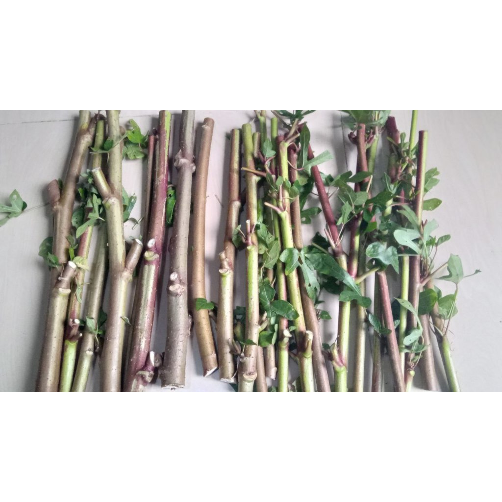 Tela Papua Telo Papua Boled Papua Daun Gedi