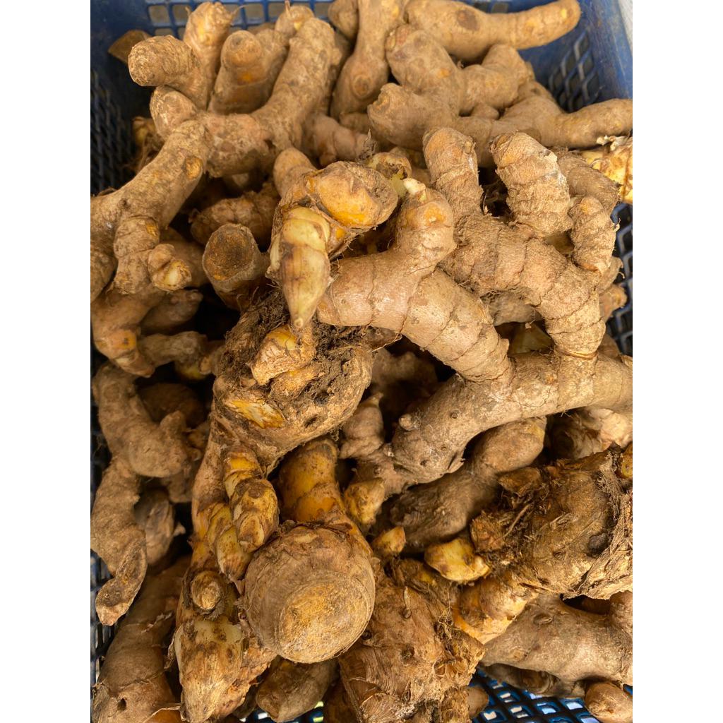 

Temulawak Bagus Fresh Obat Herbal Kualitas Bagus