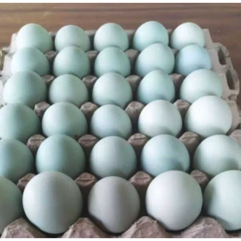 

Ready TELUR ASIN BEBEK /Masir/BeminyakTelur Bebek Asin bisa COD