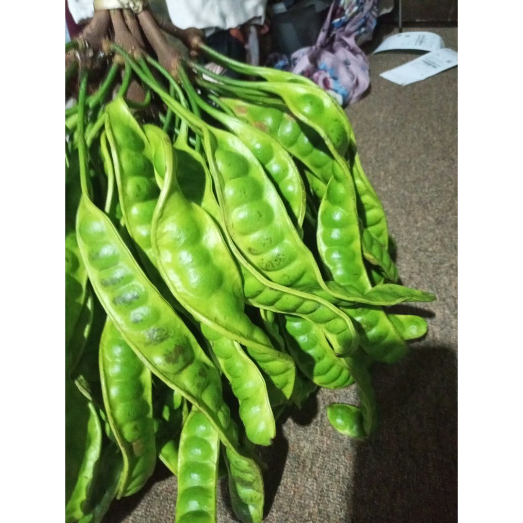 

pete sortiran campuran tua muda isi 12 papan/lonjor