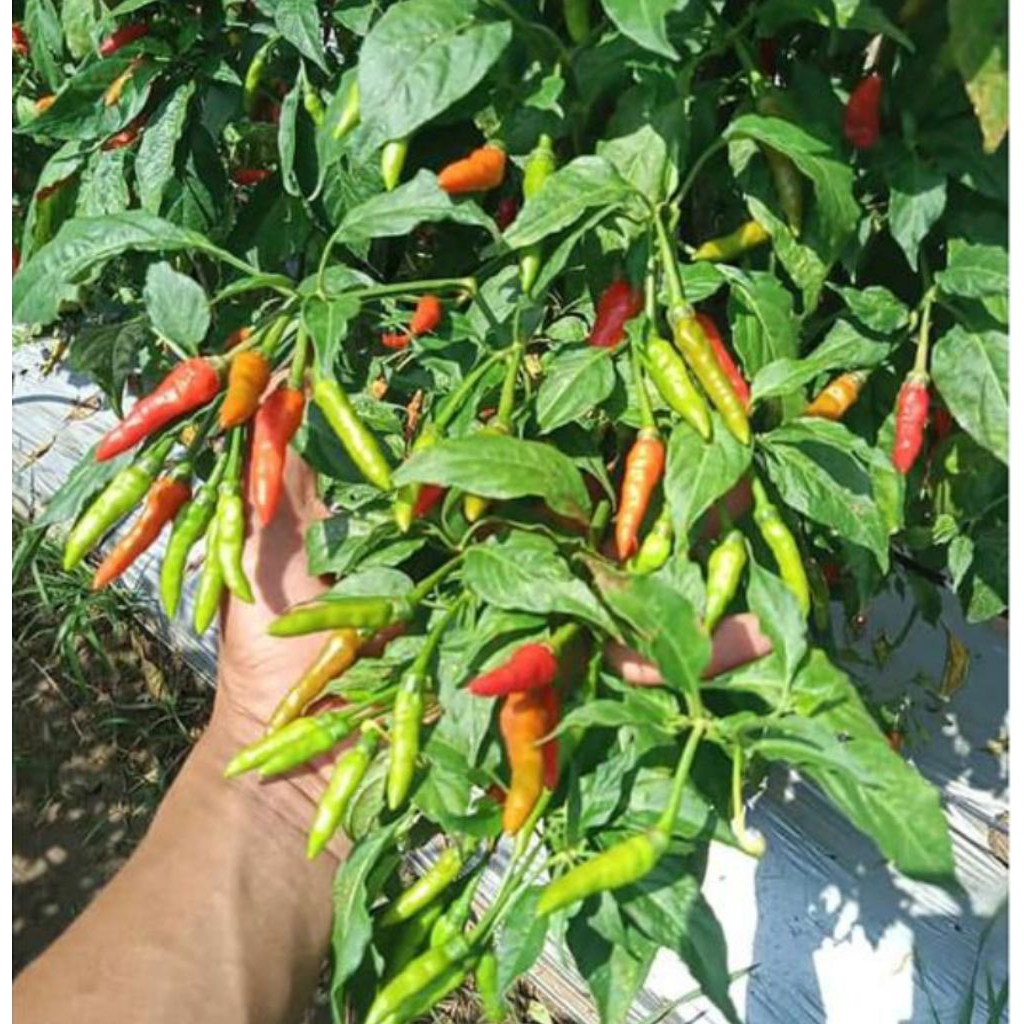 200 Biji Benih Cabe Dompolan Orion Hijau