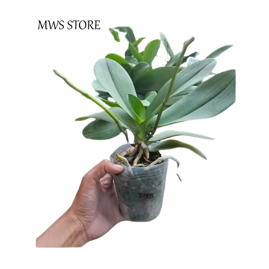 ANGGREK BULAN AMABILIS MINI JUMBO DAN SPIKE