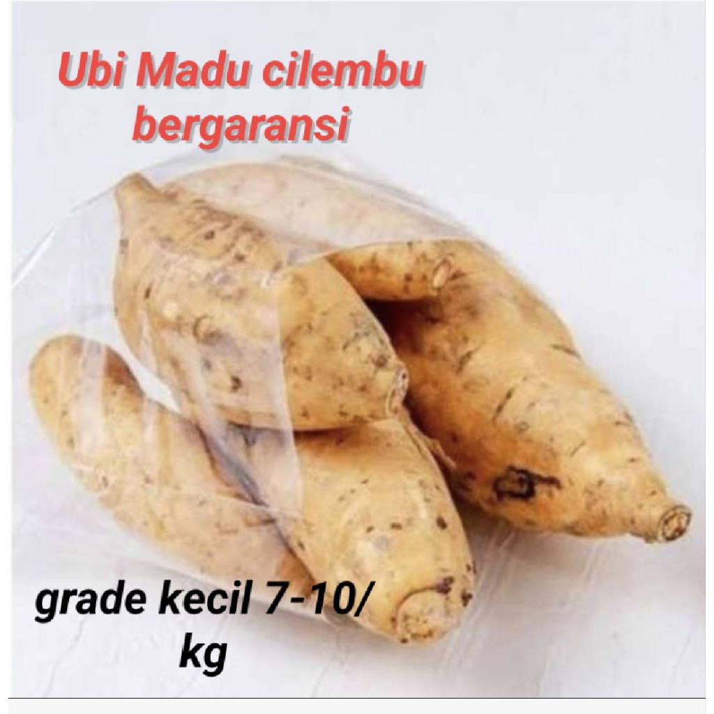 

Ubi Madu Cilembu Asli Manis Segar Bergaransi | Mentah Kecil Grade 7–10 per Kg