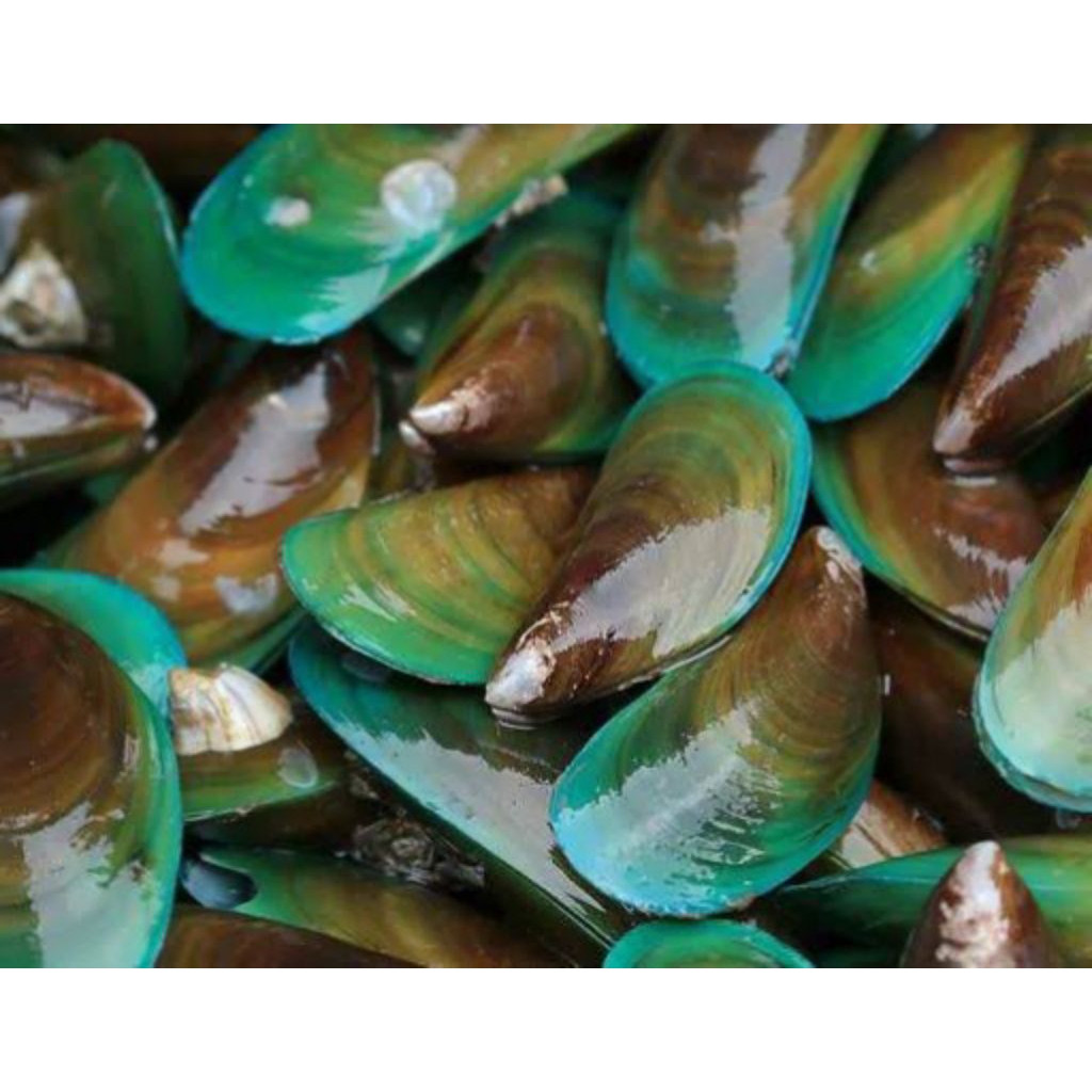 

Kerang Hijau Segar Kerang Ijo Seafood 1 kg