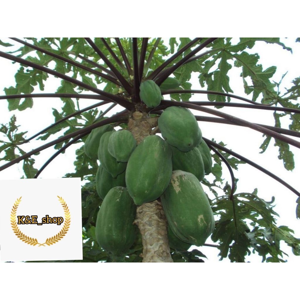 

Jual buah pepaya ungu segar perbuah