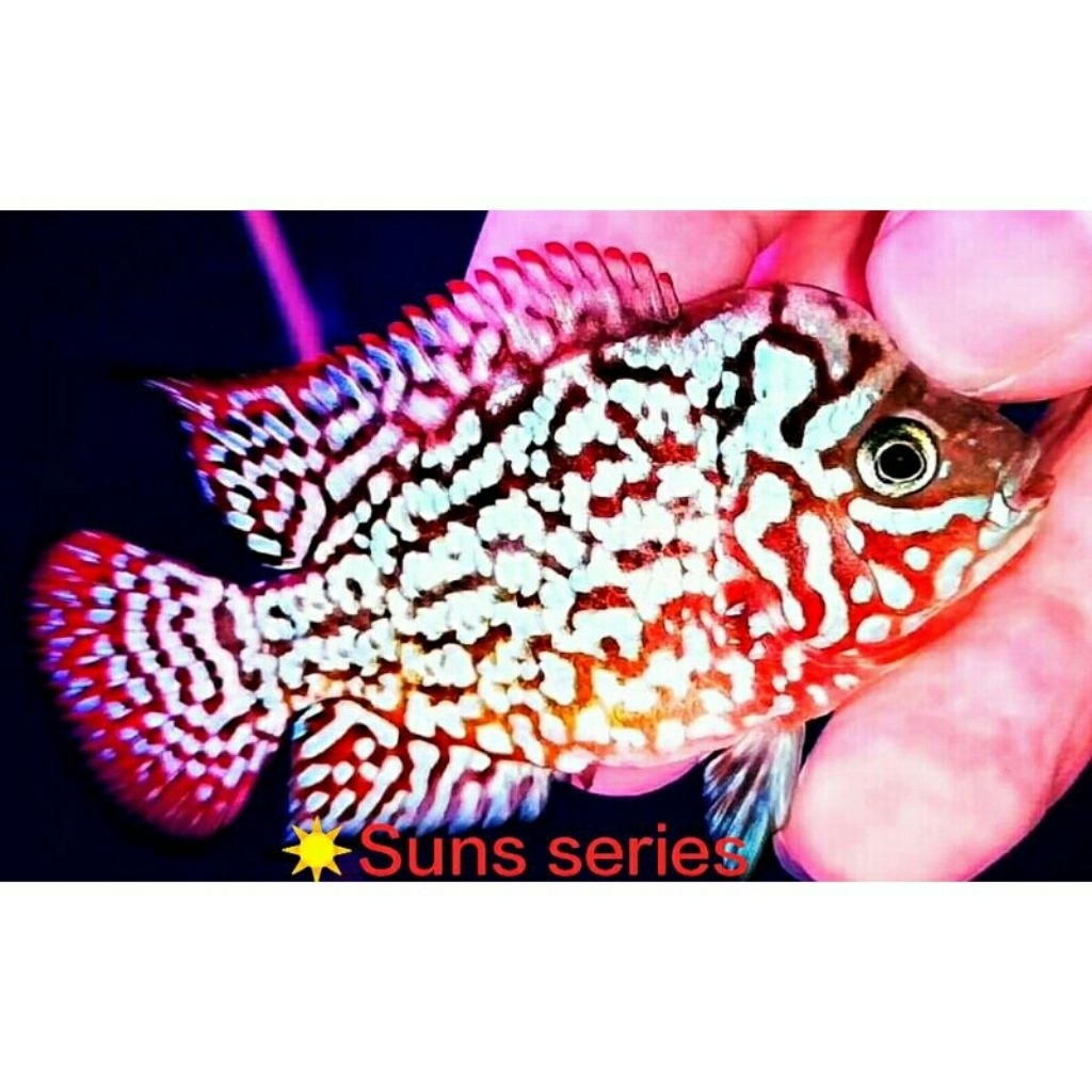 Hiasan Aquarium VIP King Kamfa F2 Semi Progres