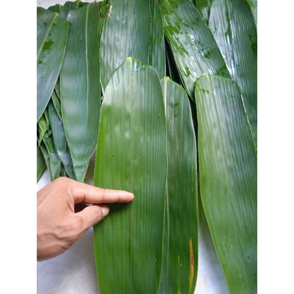 

Daun Bambu Seger Jumbo Spesialis Pembungkus Bacang Uk 8-10 cm lebih 100 Lembar