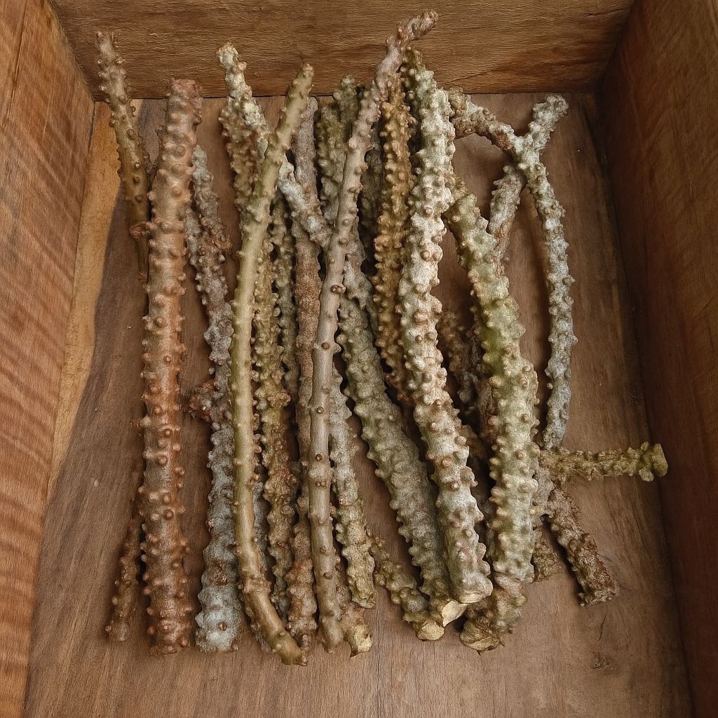 

Batrawali Brotowali Asli Per Ikat