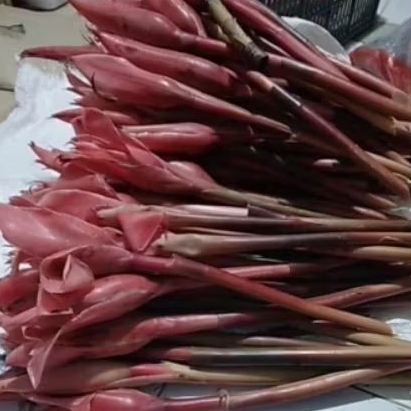 

Bunga kecombrang Merah Per Batang