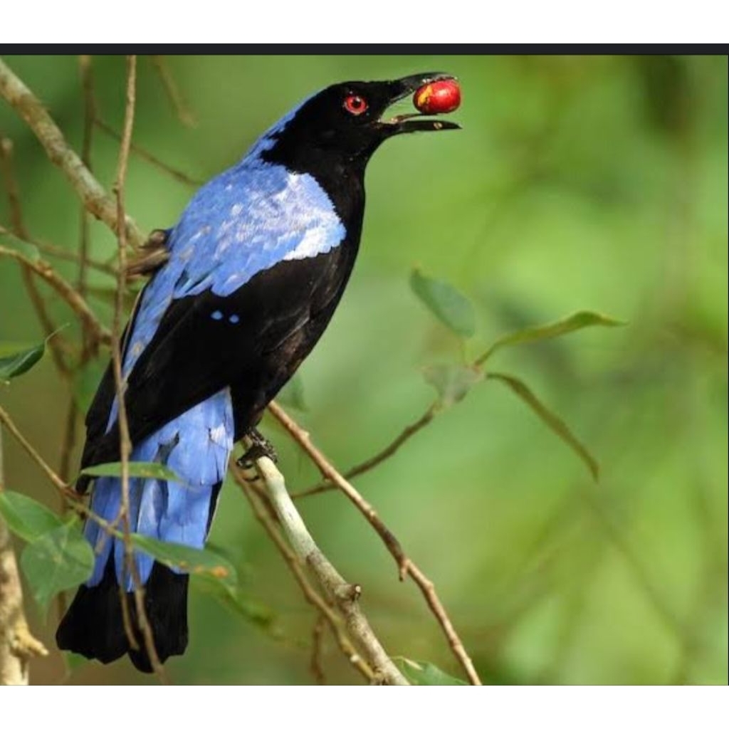 

telur burung irena Puella Filipina dijamin fertil siap ditetas