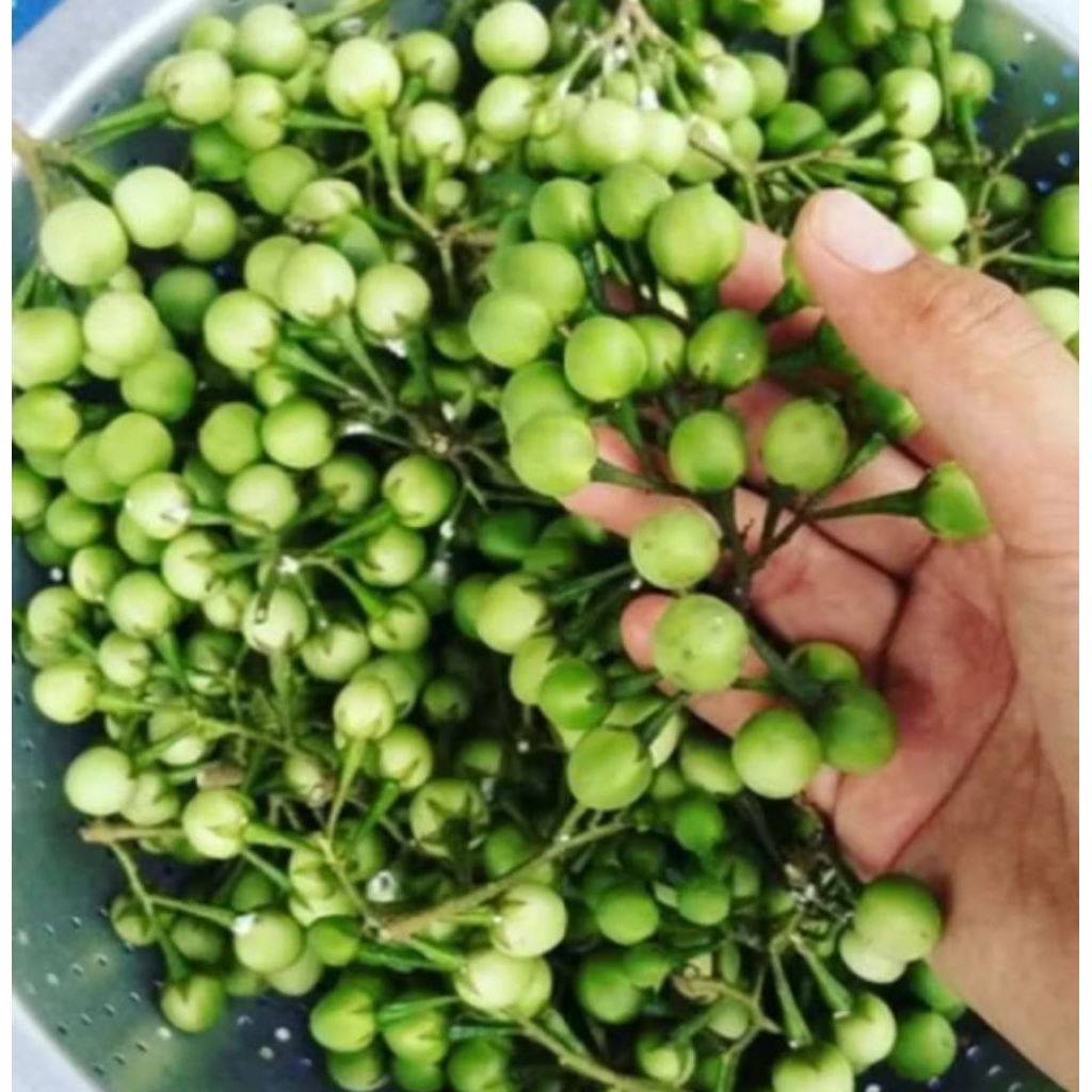 

BUAH TEKOKAK SEGAR 500 GRAM dan kemasan 250 gram