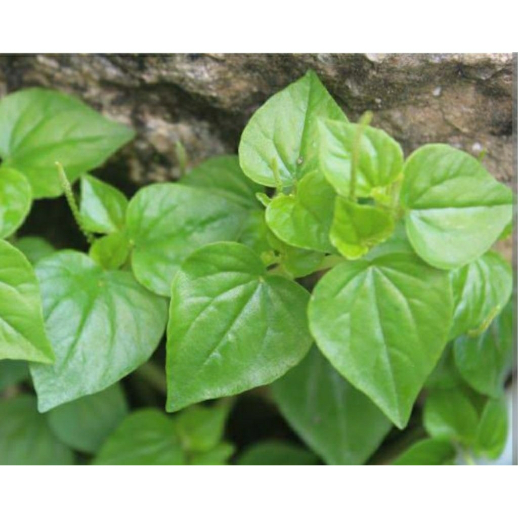 

DAUN SIRIH CINA/TUMPANG AIR 100 GRAM