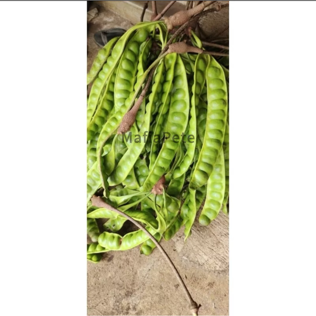 

pete petai tua ukuran SEDANG sudah tua kulit hijau isi 10 papan pete wonogiri