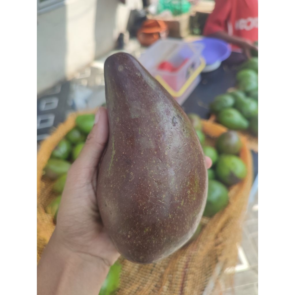 

alpukat mentega grade A legit