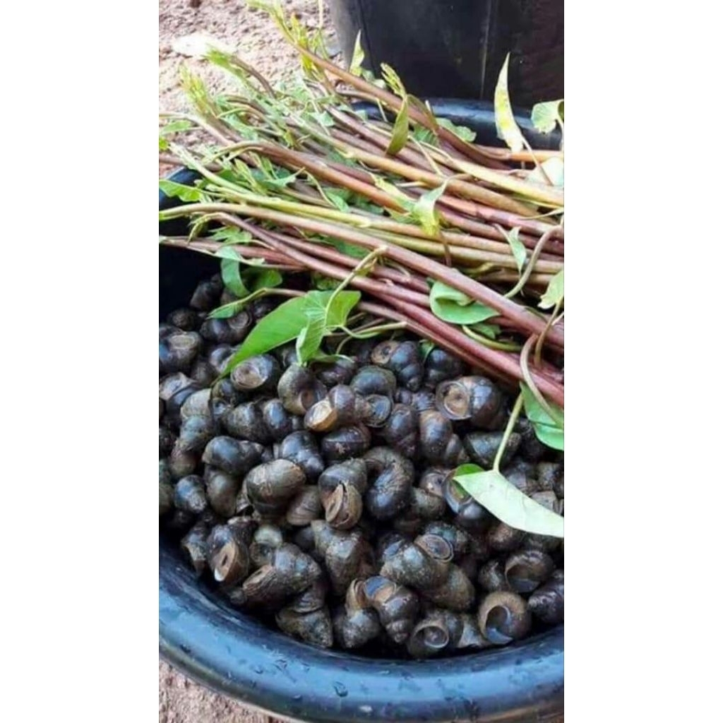 

Tutut Sawah Hidup Fress 1 Kg