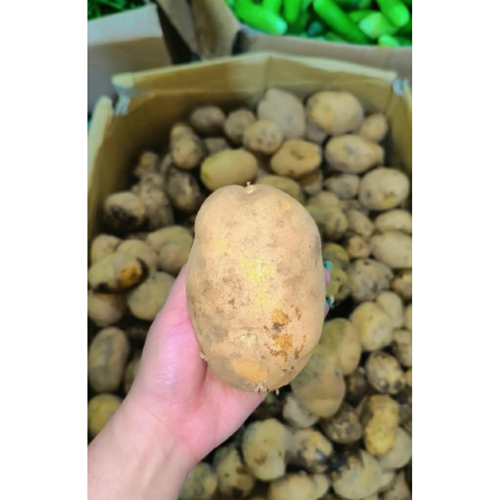 

Kentang Dieng kuning super ukuran besar