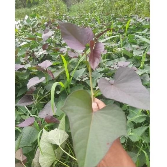 

Bibit stek Ubi jalar ungu