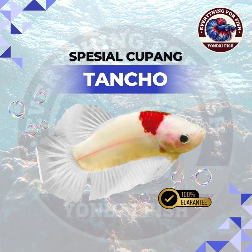 [Spesial] Cupang Tancho | TOP GRADE | SIZE M+ | BEST COLOR