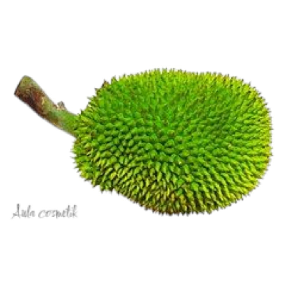 

kluwih segar siap petik,1/pis.