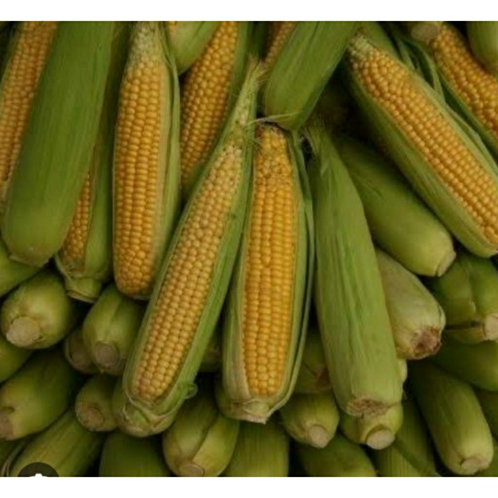 

JAGUNG MANIS 1kg