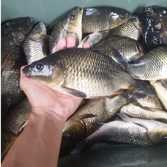 

Ikan Mas Hidup / Segar 1 Kg – Ikan Konsumsi Air Tawar Berkualitas