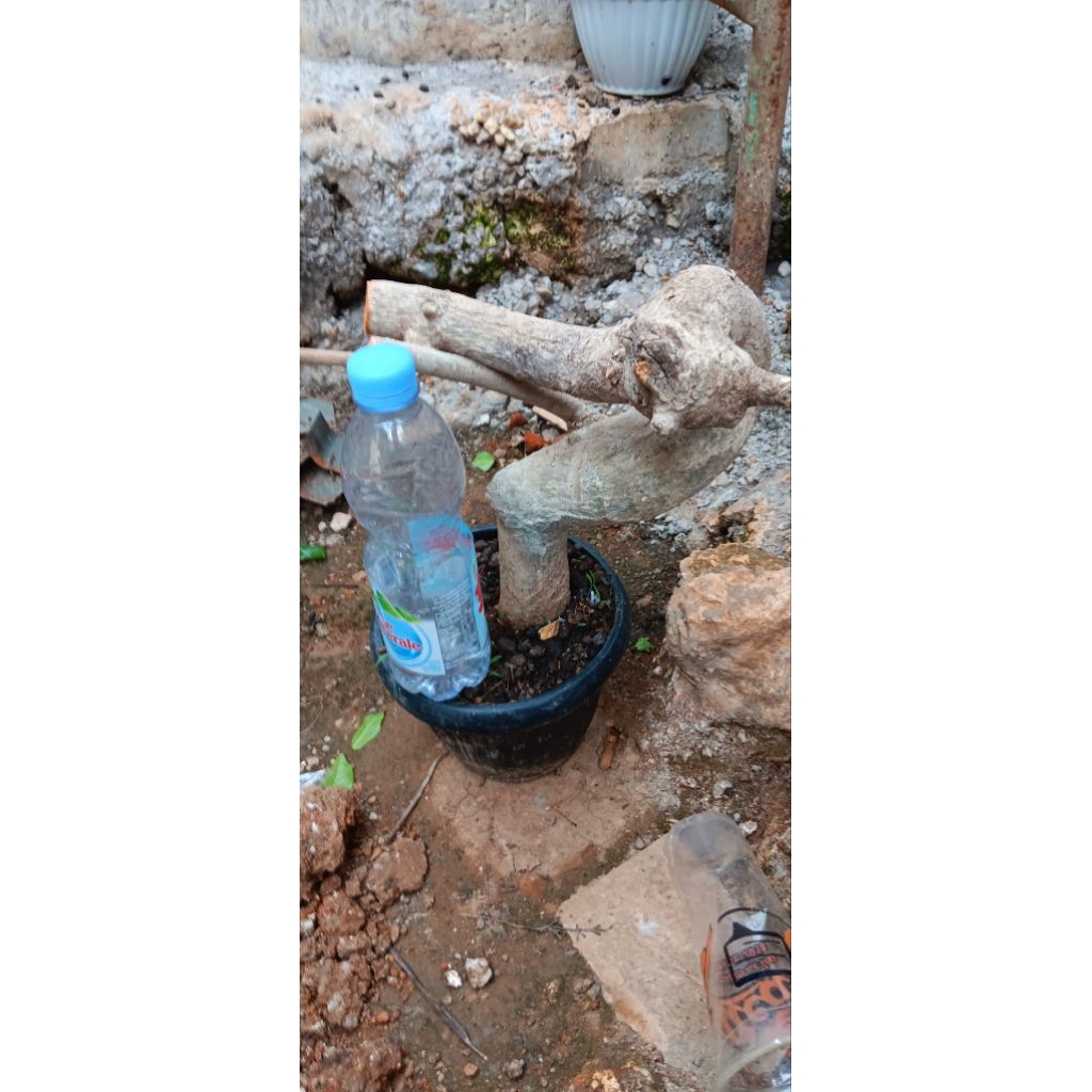 bahan bonsai serut karakter meliuk