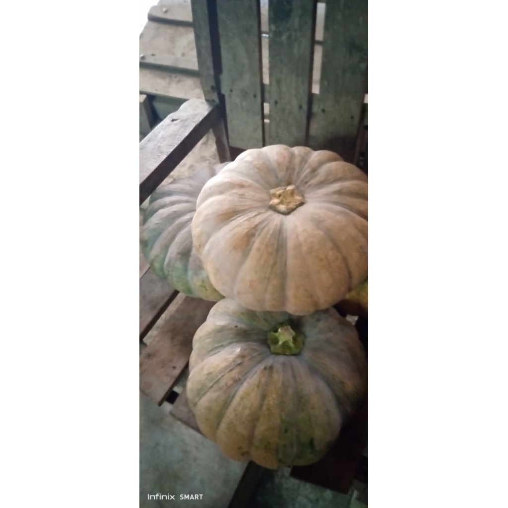 

labu kuning/waluh,harga perglondong