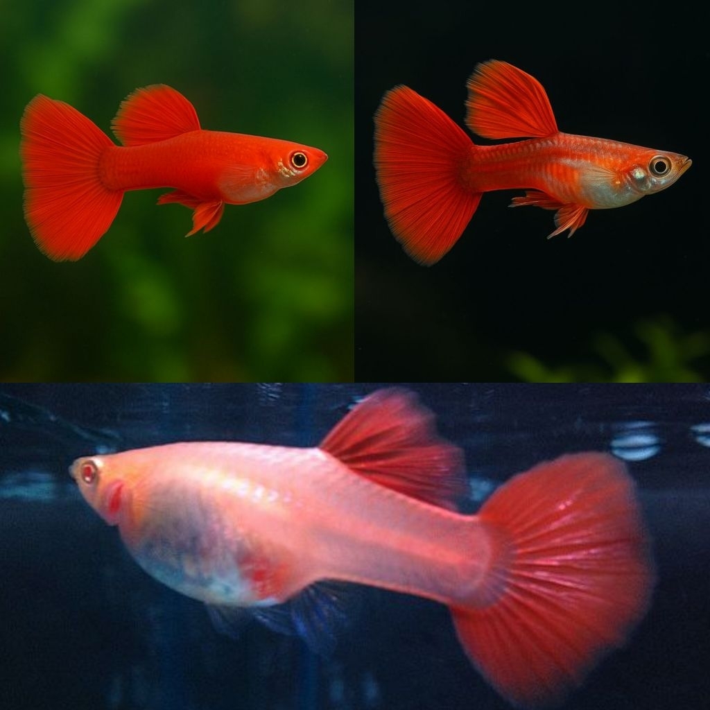 [Chan Aquatic] Ikan Hias Guppy Red 1 Pair Guppy Merah Hias Gobi Hias Sepasang Hiasan Aquarium