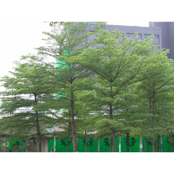 Ketapang Kencana 1.5 METER UP